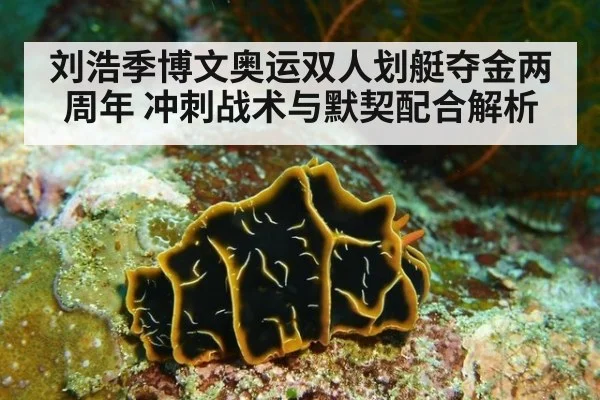 刘浩季博文奥运双人划艇夺金两周年 冲刺战术与默契配合解析